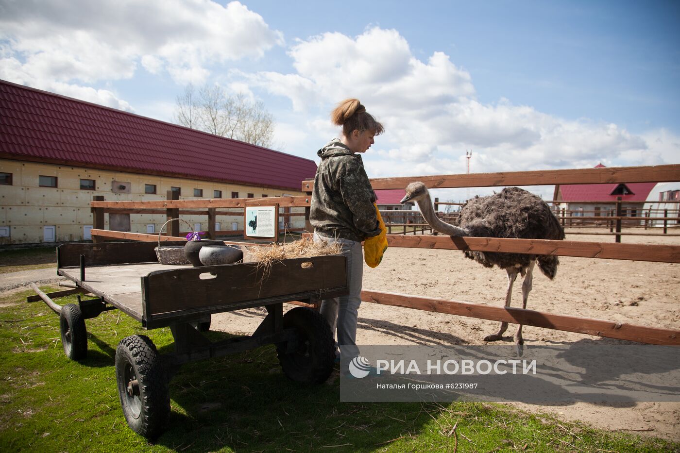 Работа фермы "Тюменский страус" в период пандемии коронавируса