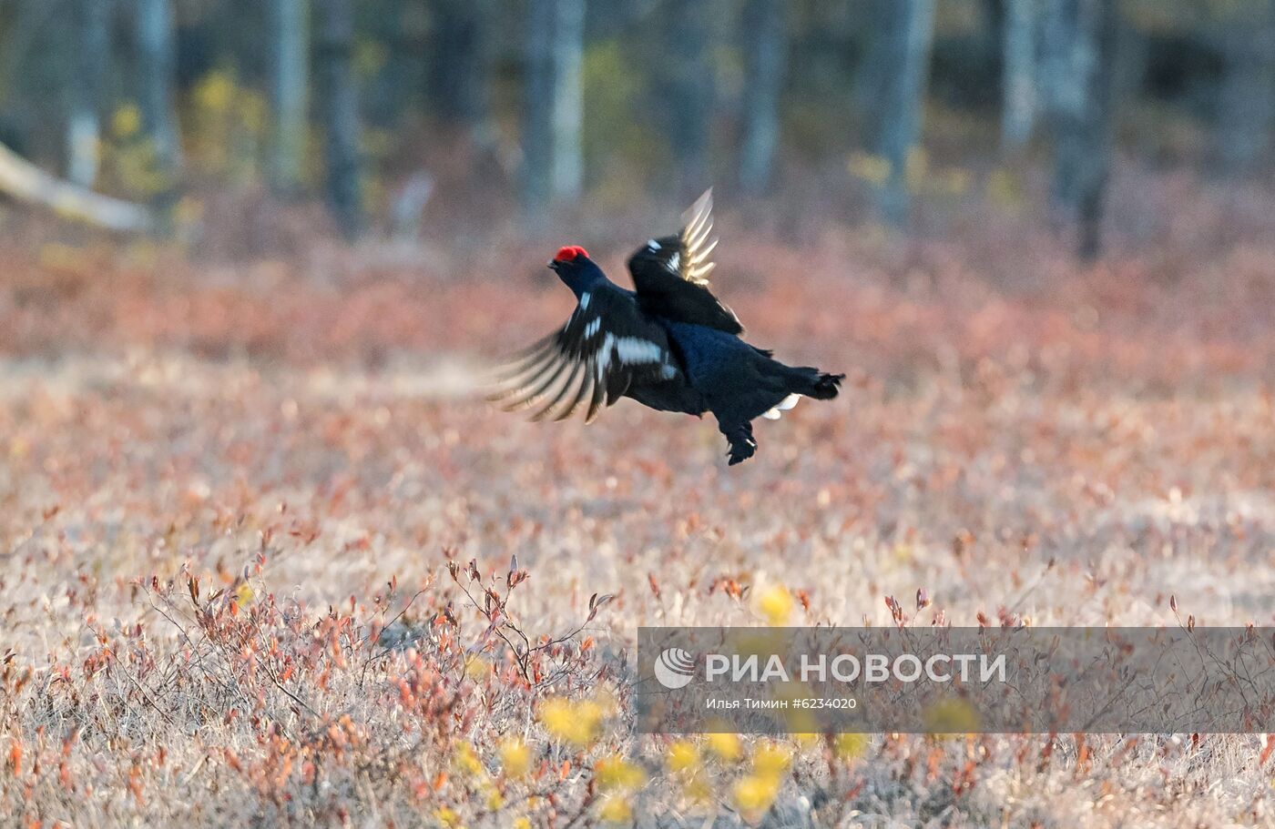 Весенний ток тетеревов в Карелии