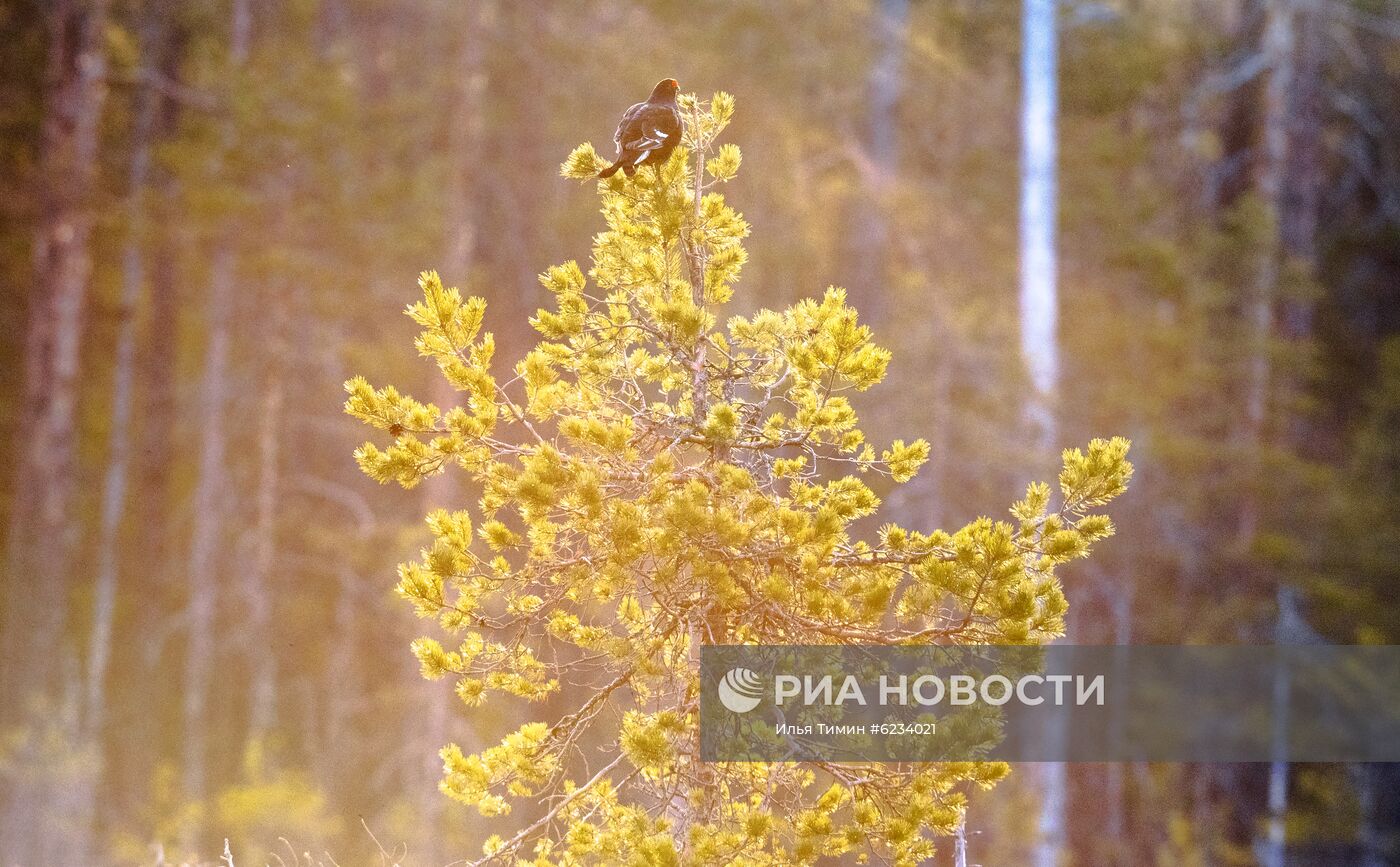 Весенний ток тетеревов в Карелии