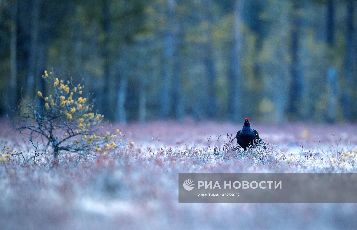 Весенний ток тетеревов в Карелии