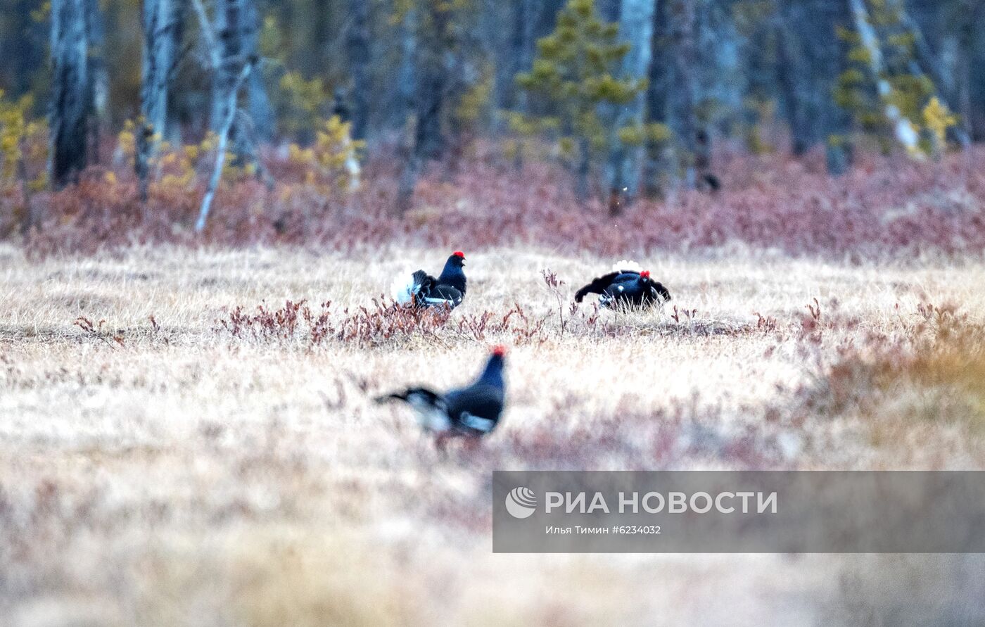 Весенний ток тетеревов в Карелии