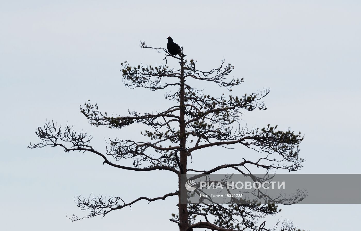 Весенний ток тетеревов в Карелии