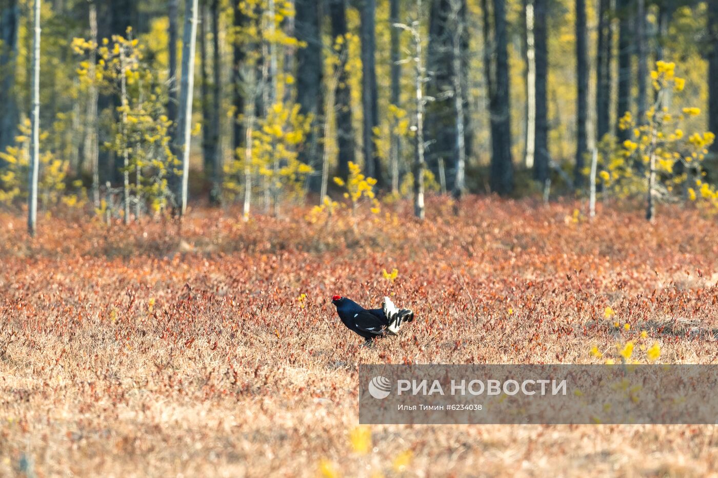 Весенний ток тетеревов в Карелии