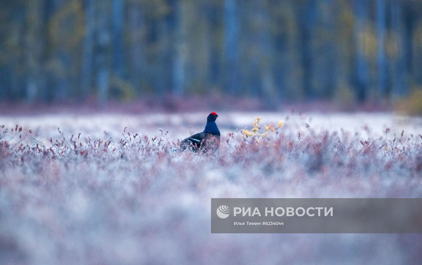 Весенний ток тетеревов в Карелии