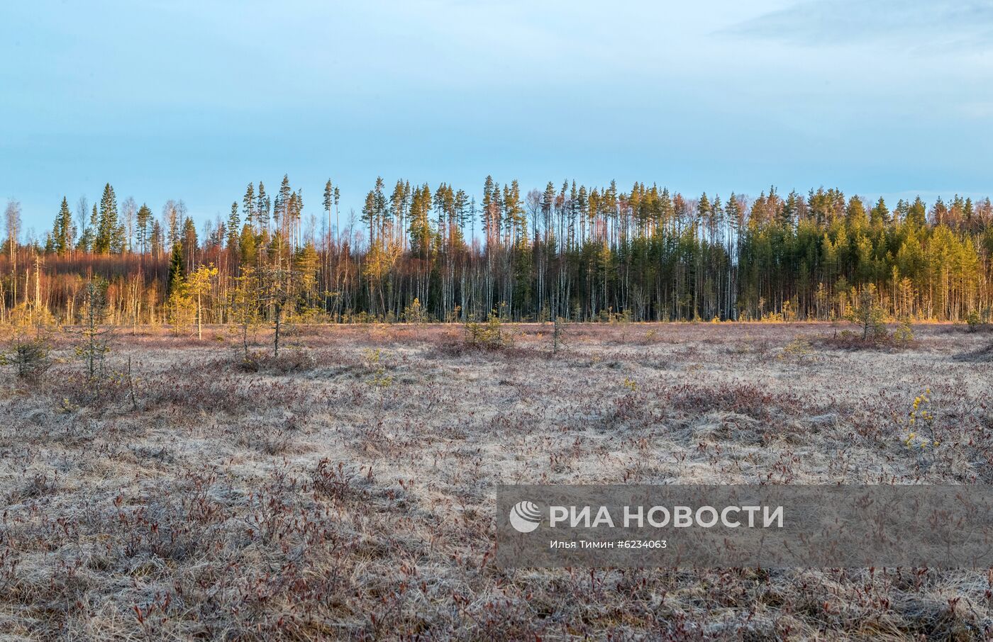 Весенний ток тетеревов в Карелии