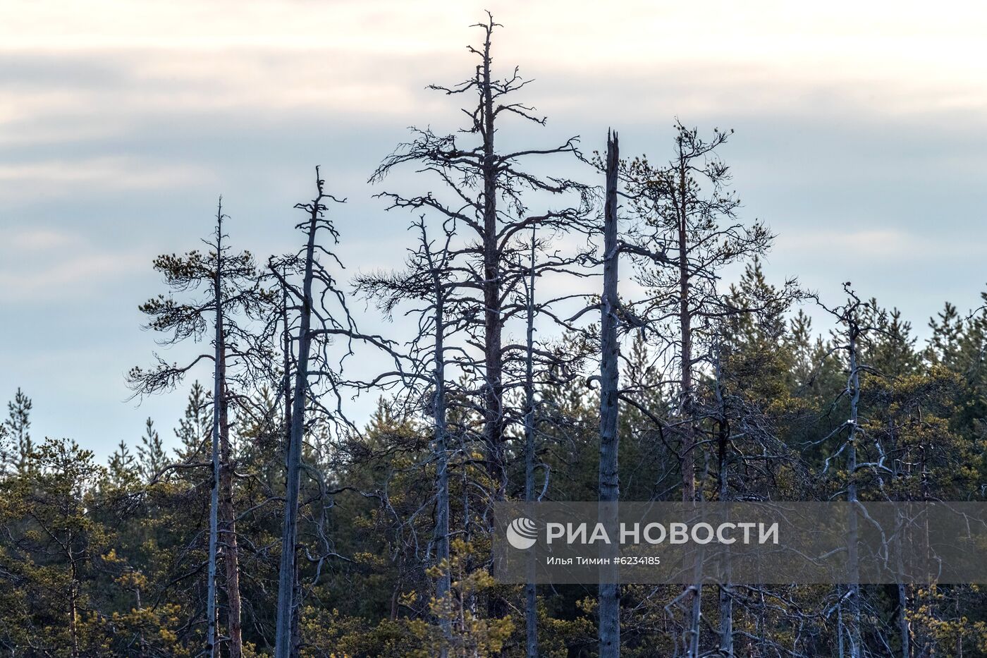 Весенний ток тетеревов в Карелии