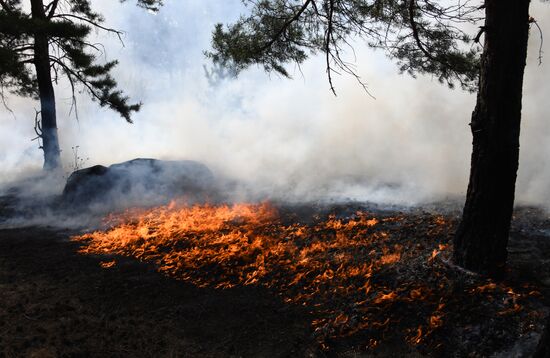 Лесные пожары в Забайкальском крае