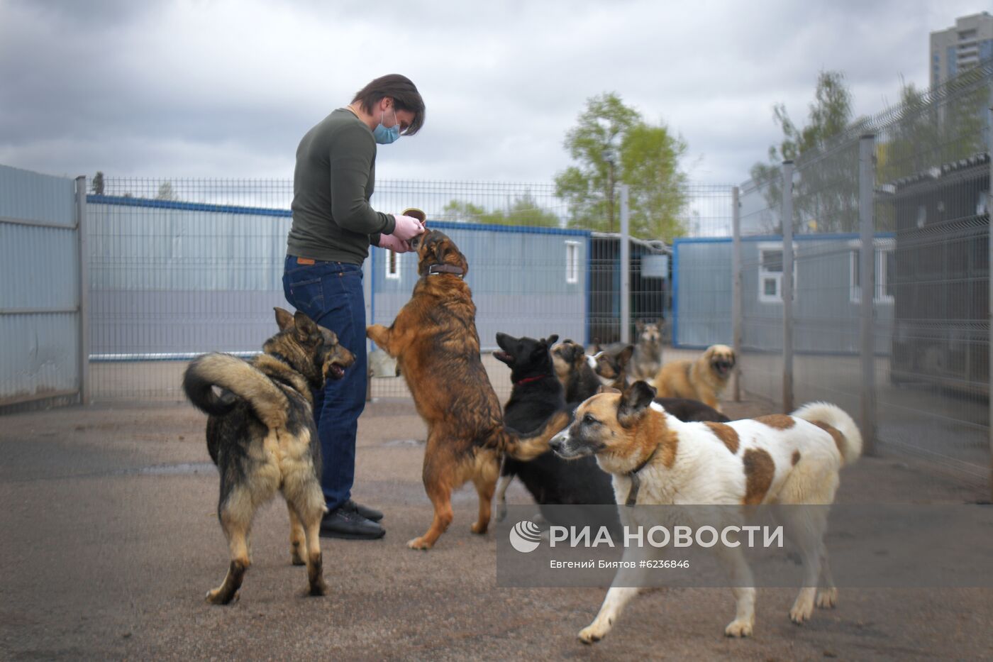 Братья Запашные доставили корм в приюты для животных