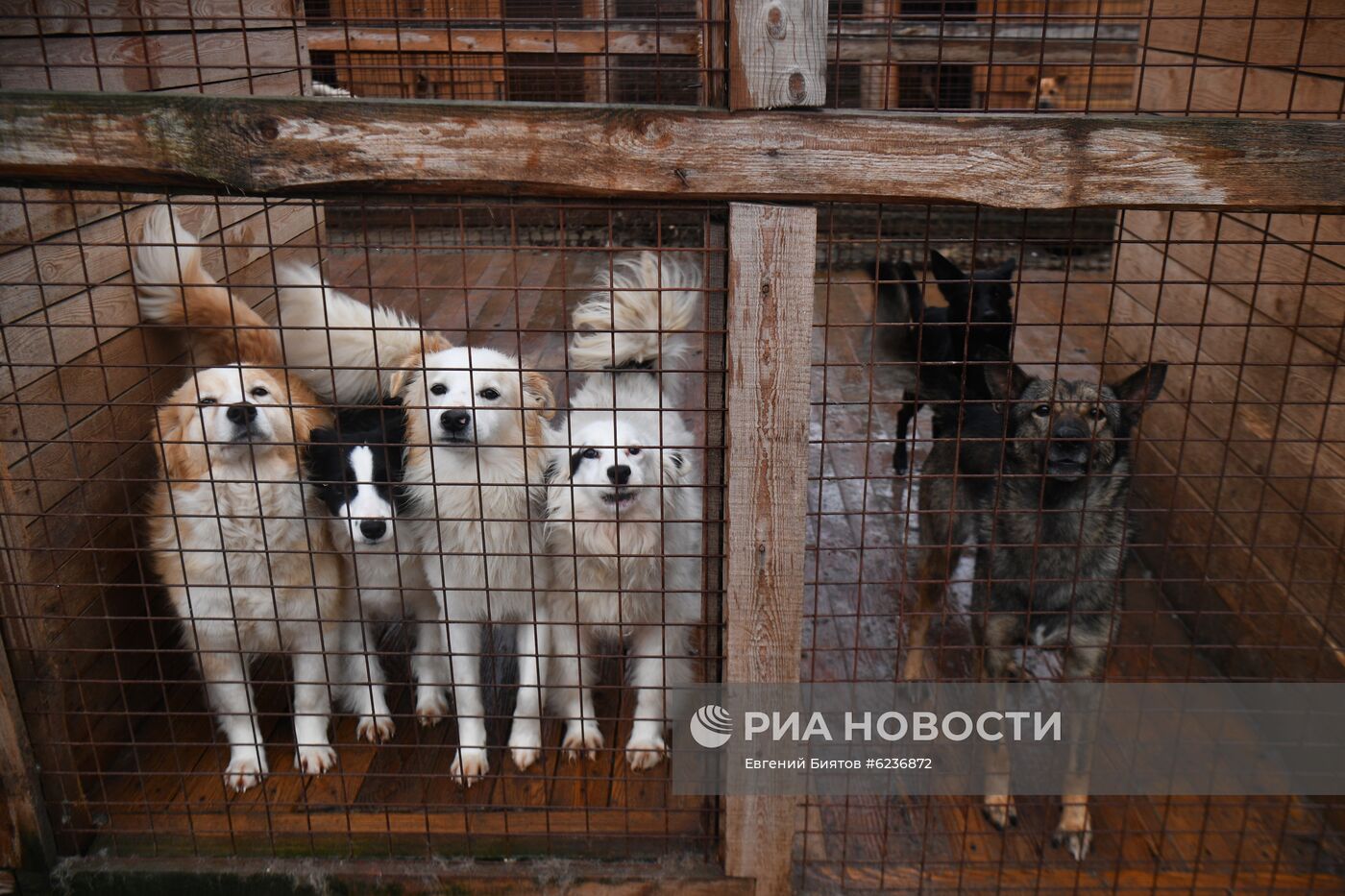 Братья Запашные доставили корм в приюты для животных