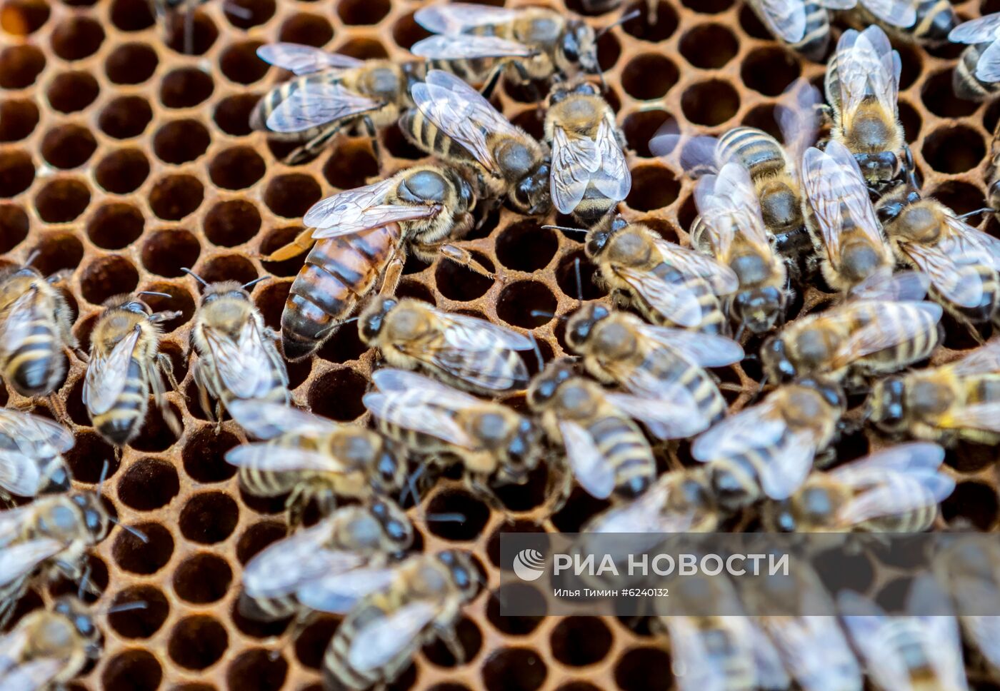 Пасека в Республике Карелия