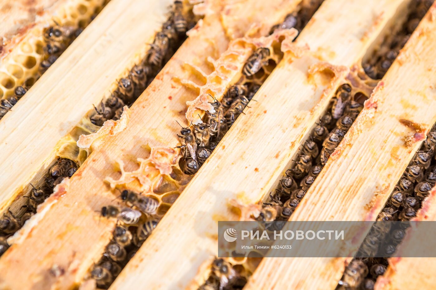 Пасека в Республике Карелия