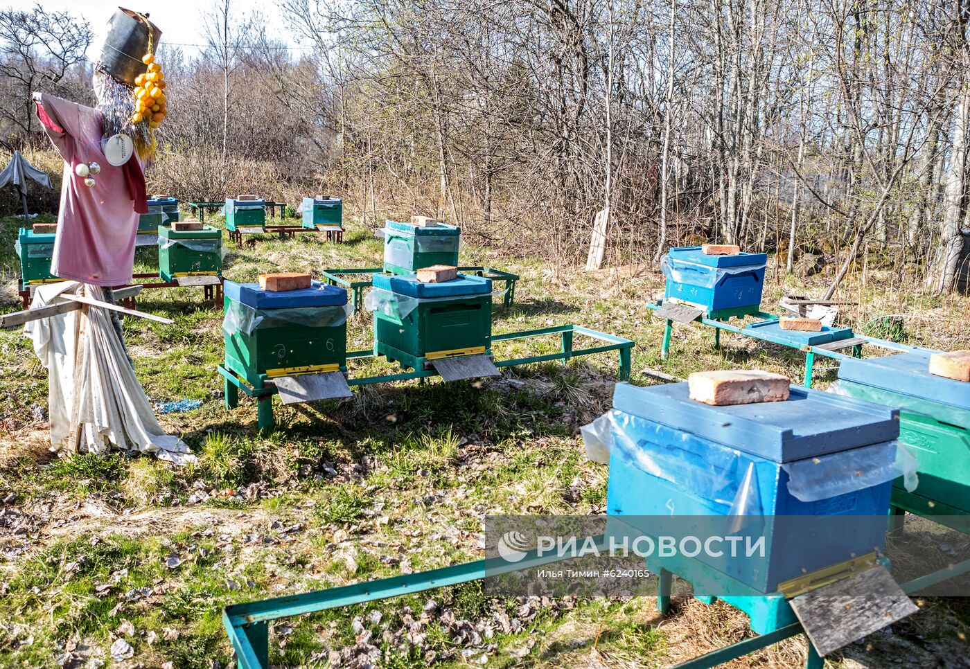 Пасека в Республике Карелия