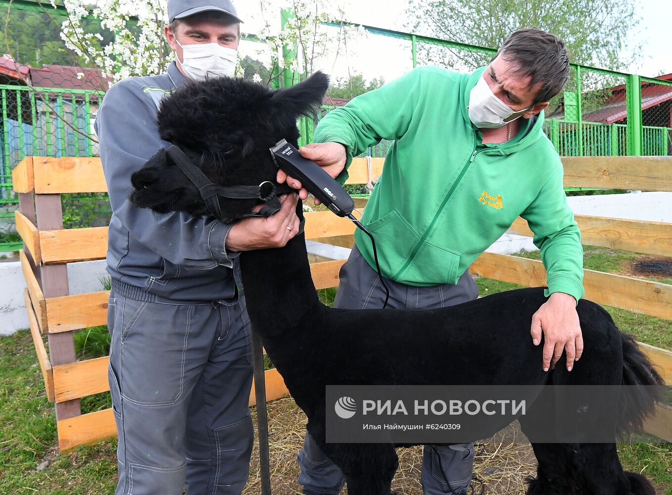 Альпаки в зоопарке "Роев Ручей"