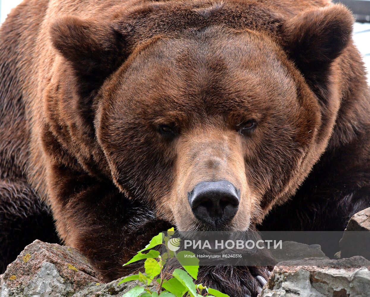 Бурый медведь в зоопарке "Роев Ручей"