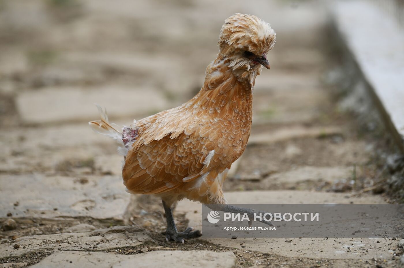 Экокомплекс "Ферма Экзархо" в Сочи