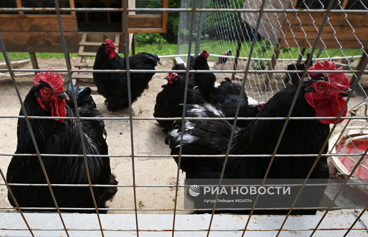 Экокомплекс "Ферма Экзархо" в Сочи