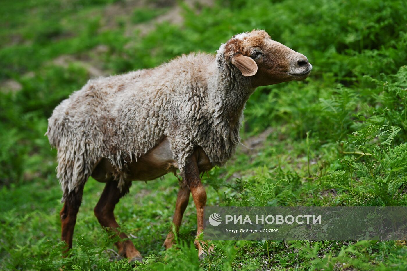 Экокомплекс "Ферма Экзархо" в Сочи