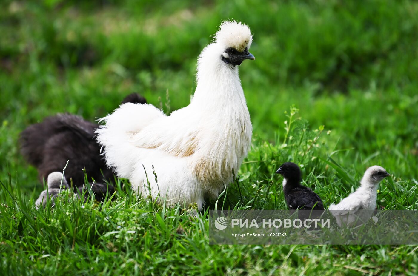 Экокомплекс "Ферма Экзархо" в Сочи