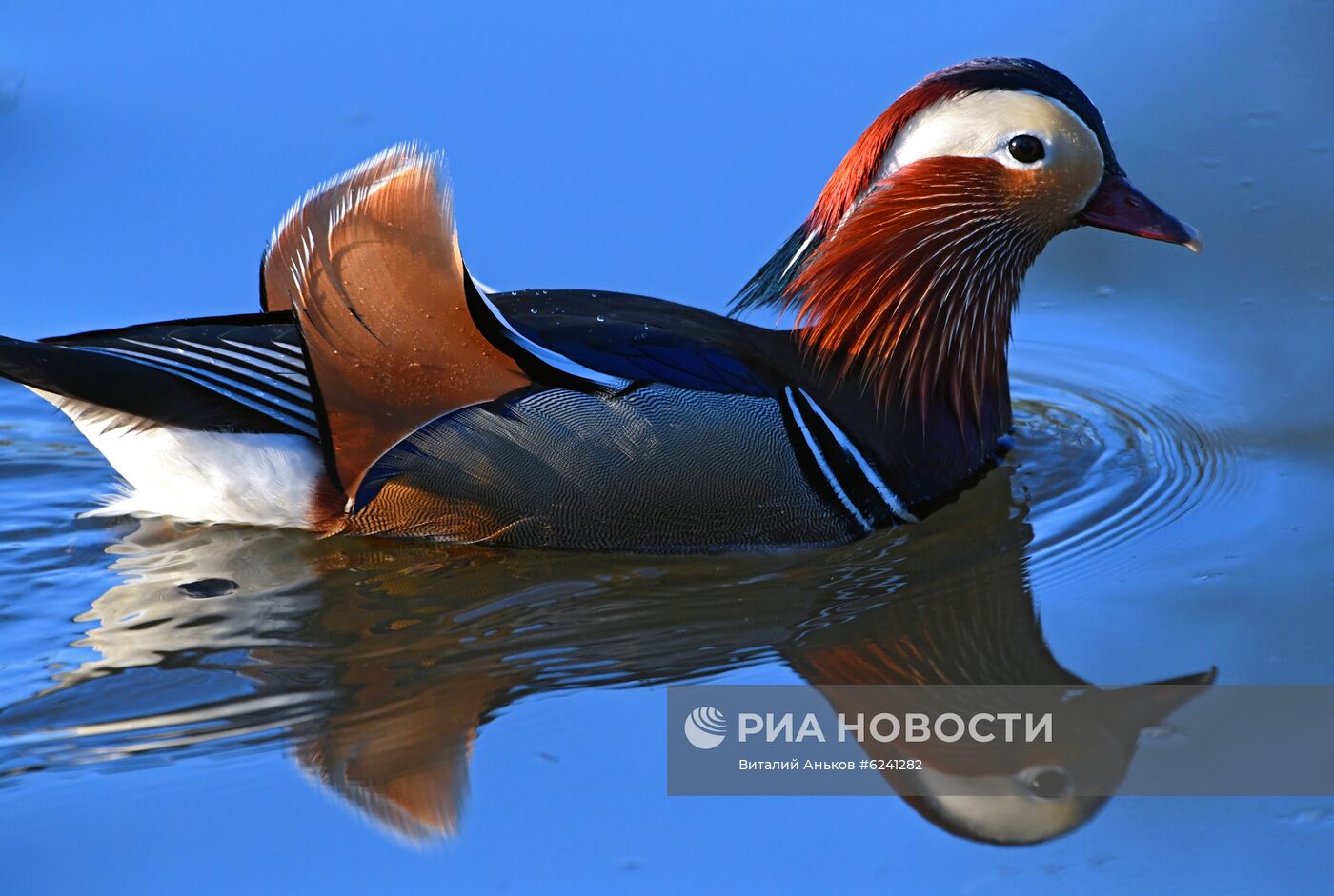 Утки - мандаринки в пригороде Владивостока