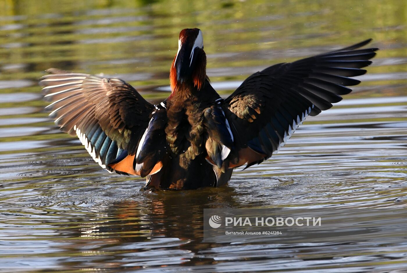 Утки - мандаринки в пригороде Владивостока