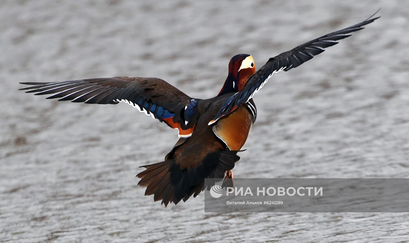 Утки - мандаринки в пригороде Владивостока