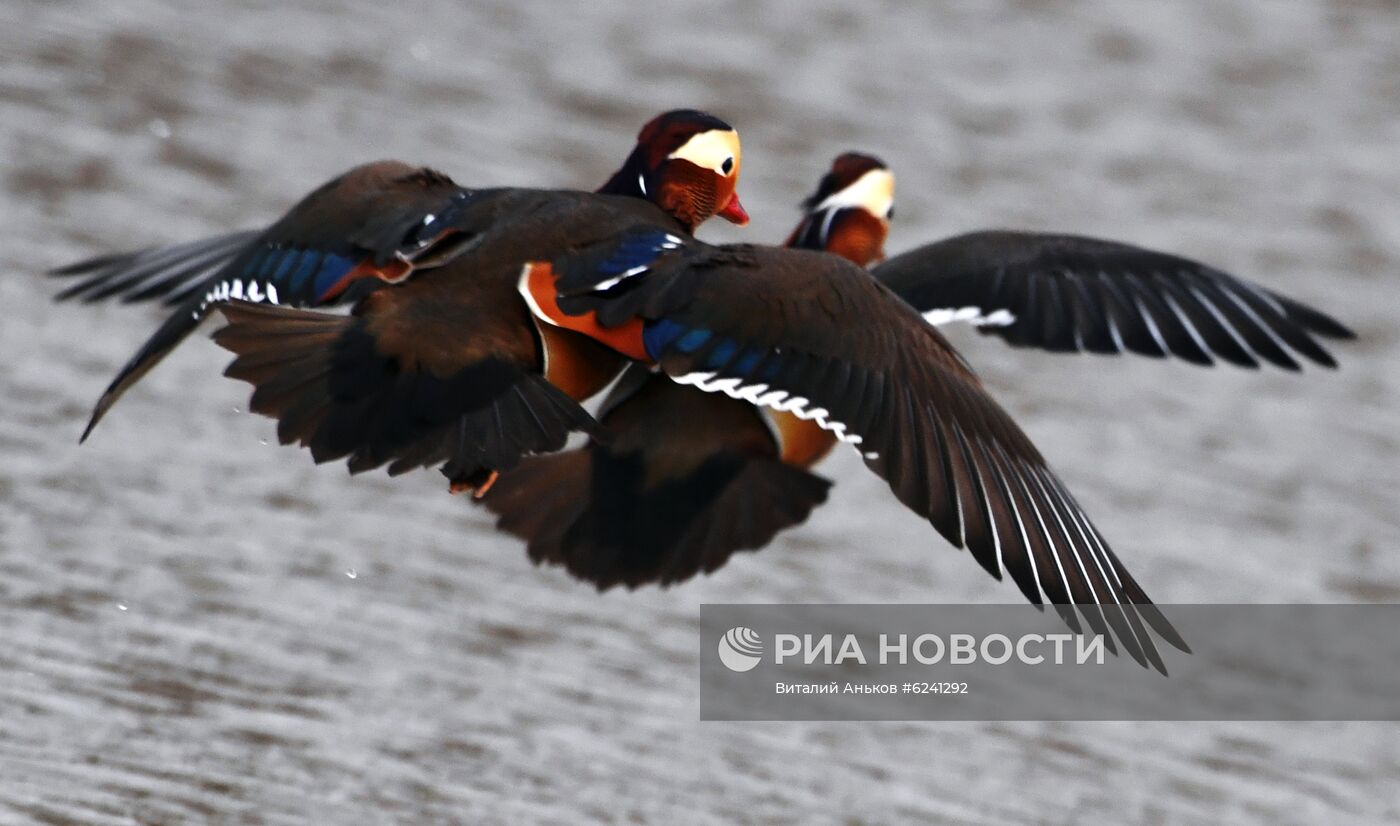 Утки - мандаринки в пригороде Владивостока