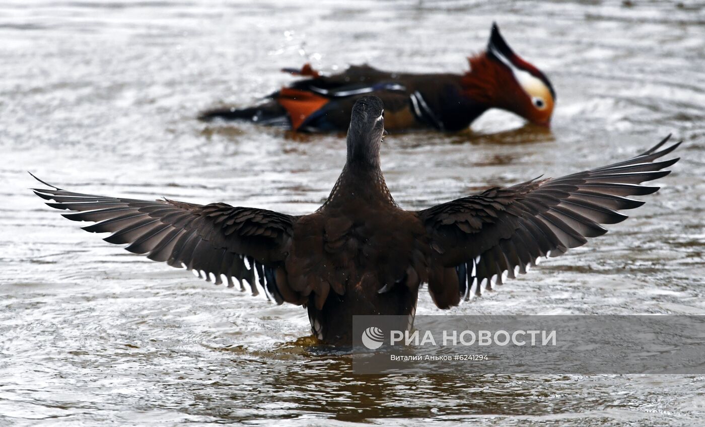 Утки - мандаринки в пригороде Владивостока