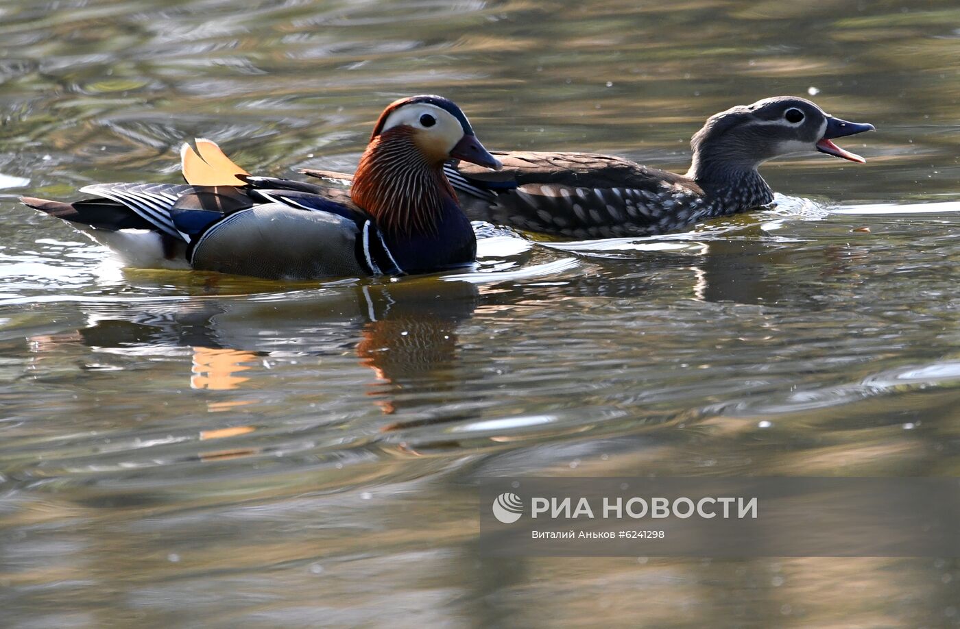 Утки - мандаринки в пригороде Владивостока