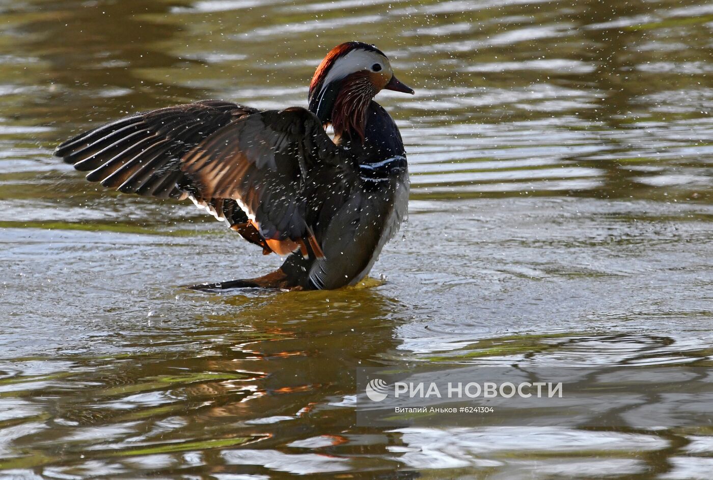 Утки - мандаринки в пригороде Владивостока