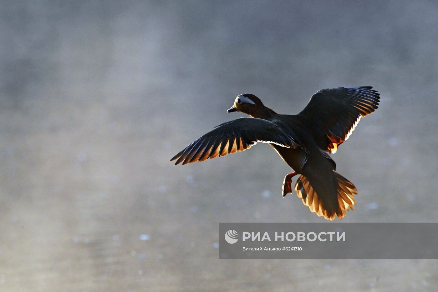 Утки - мандаринки в пригороде Владивостока