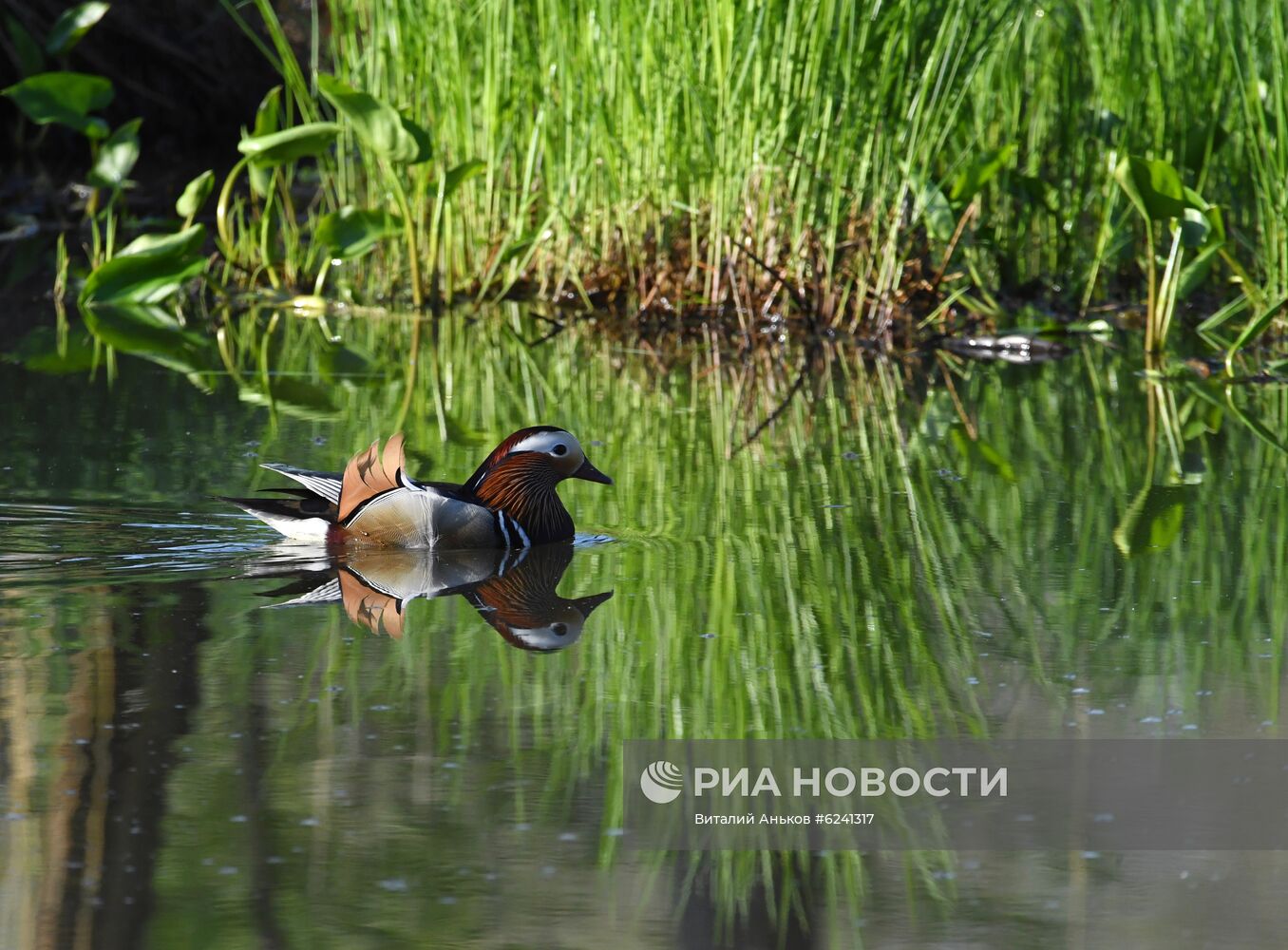 Утки - мандаринки в пригороде Владивостока