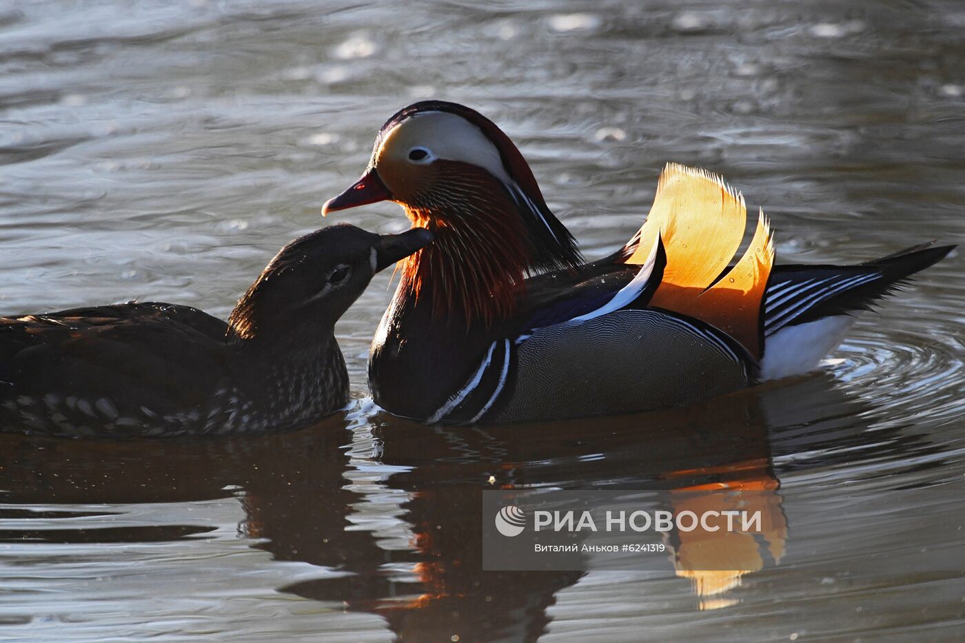 Утки - мандаринки в пригороде Владивостока