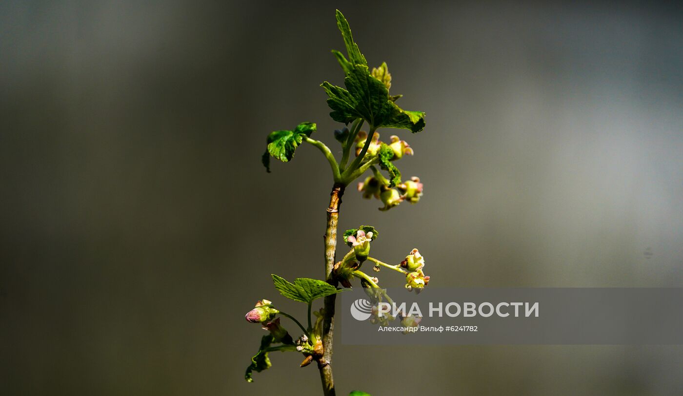 Цветущие растения