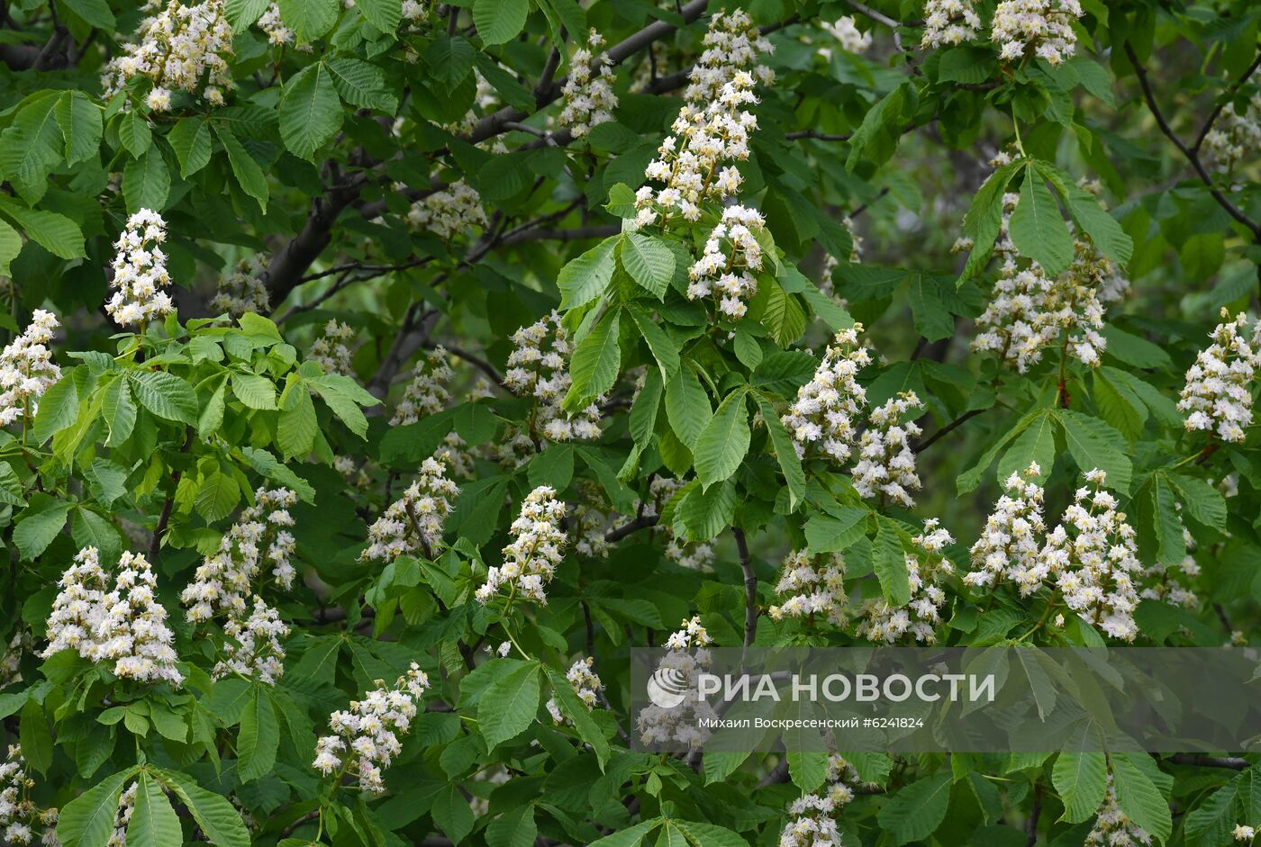 Цветение деревьев в Москве  