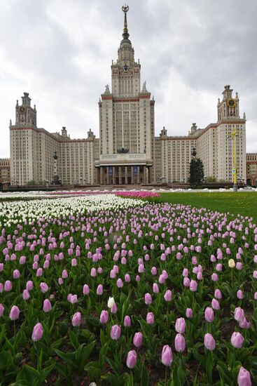 Цветение деревьев в Москве  