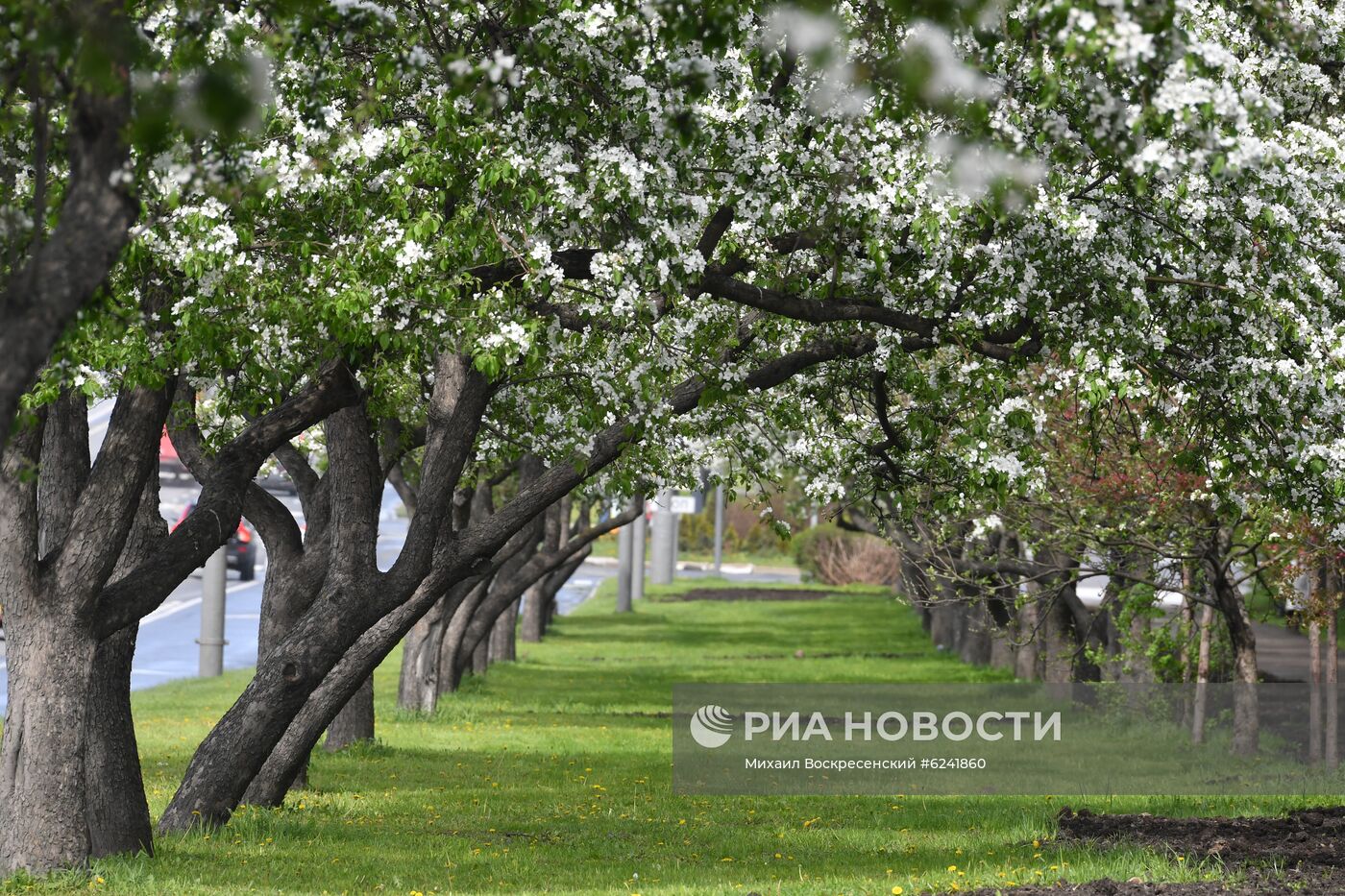 Цветение деревьев в Москве