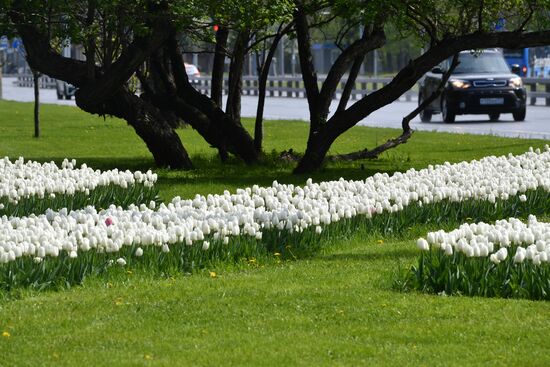 Цветение деревьев в Москве  