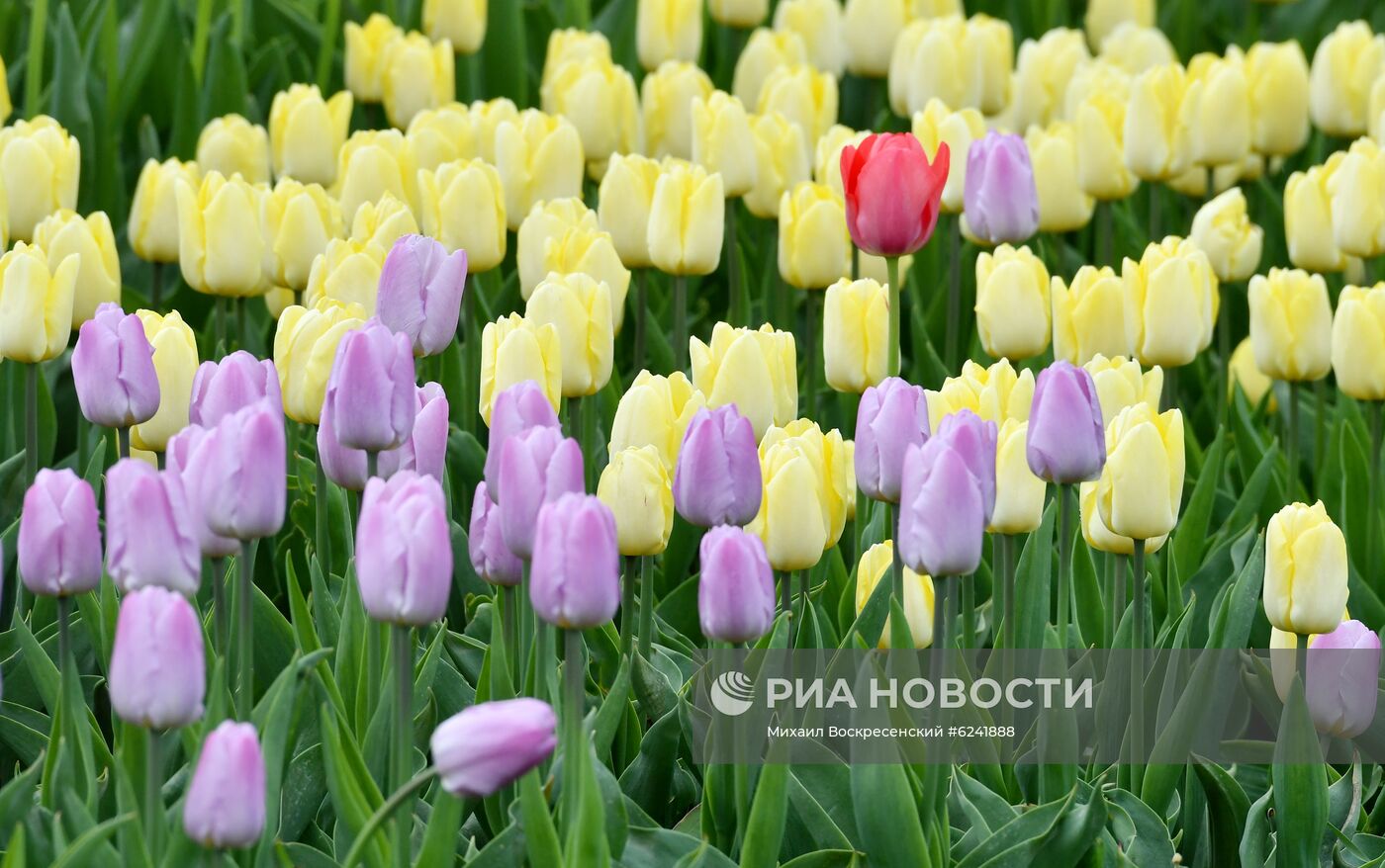 Цветение деревьев в Москве  