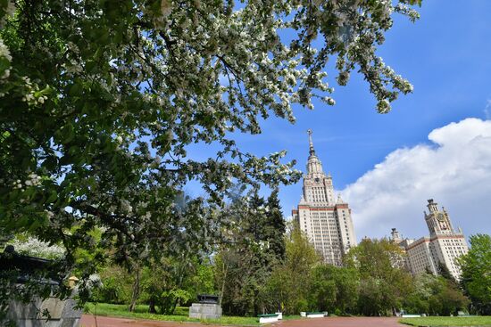 Цветение деревьев в Москве  