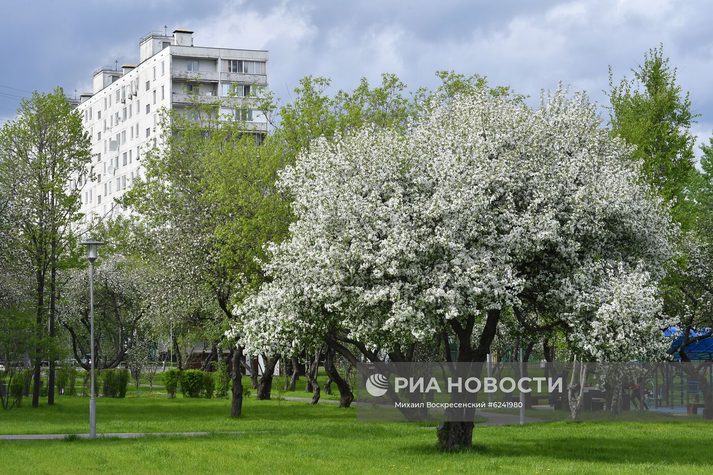 Цветение деревьев в Москве  