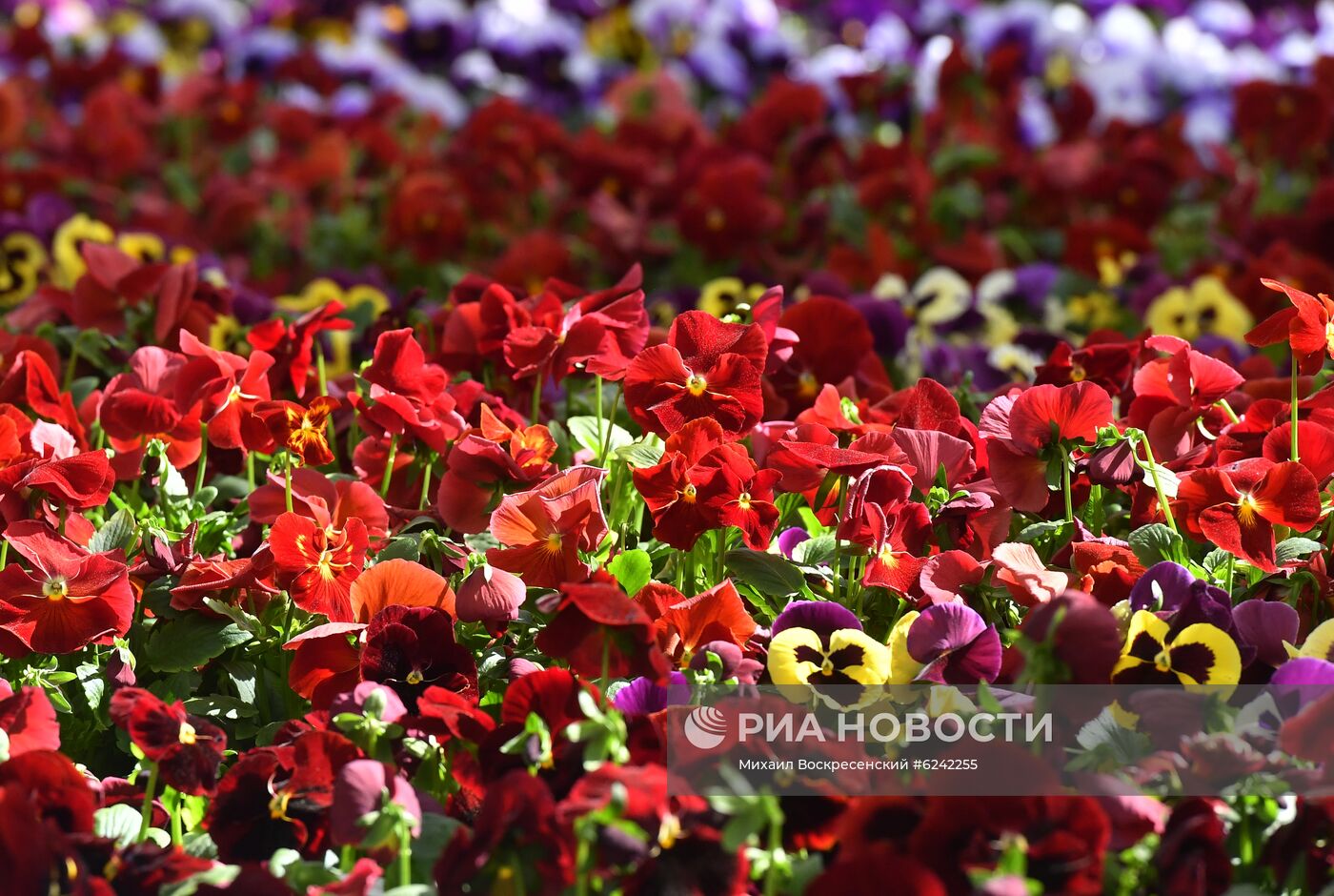 Агрокомбинат "Московский"