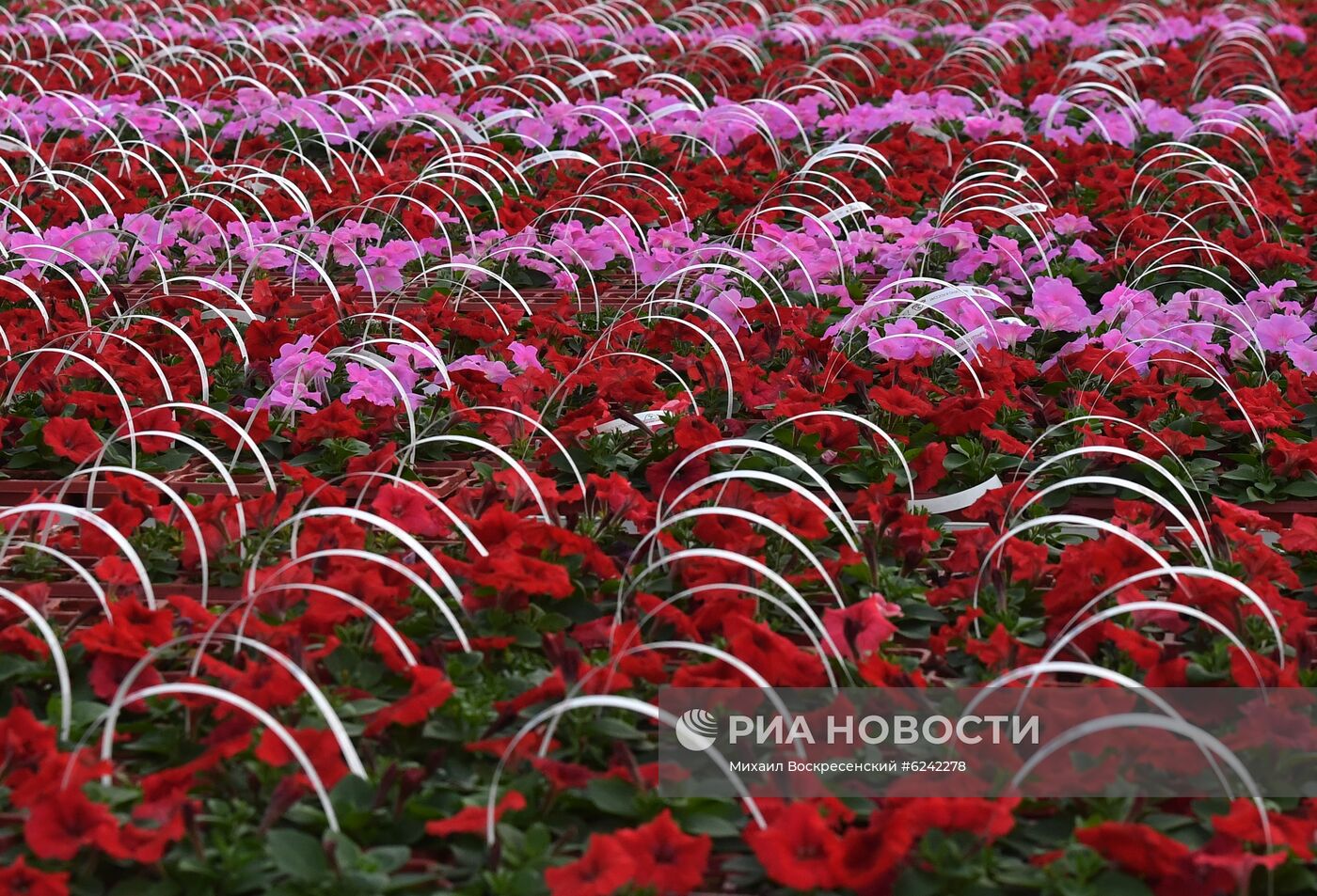 Агрокомбинат "Московский" 