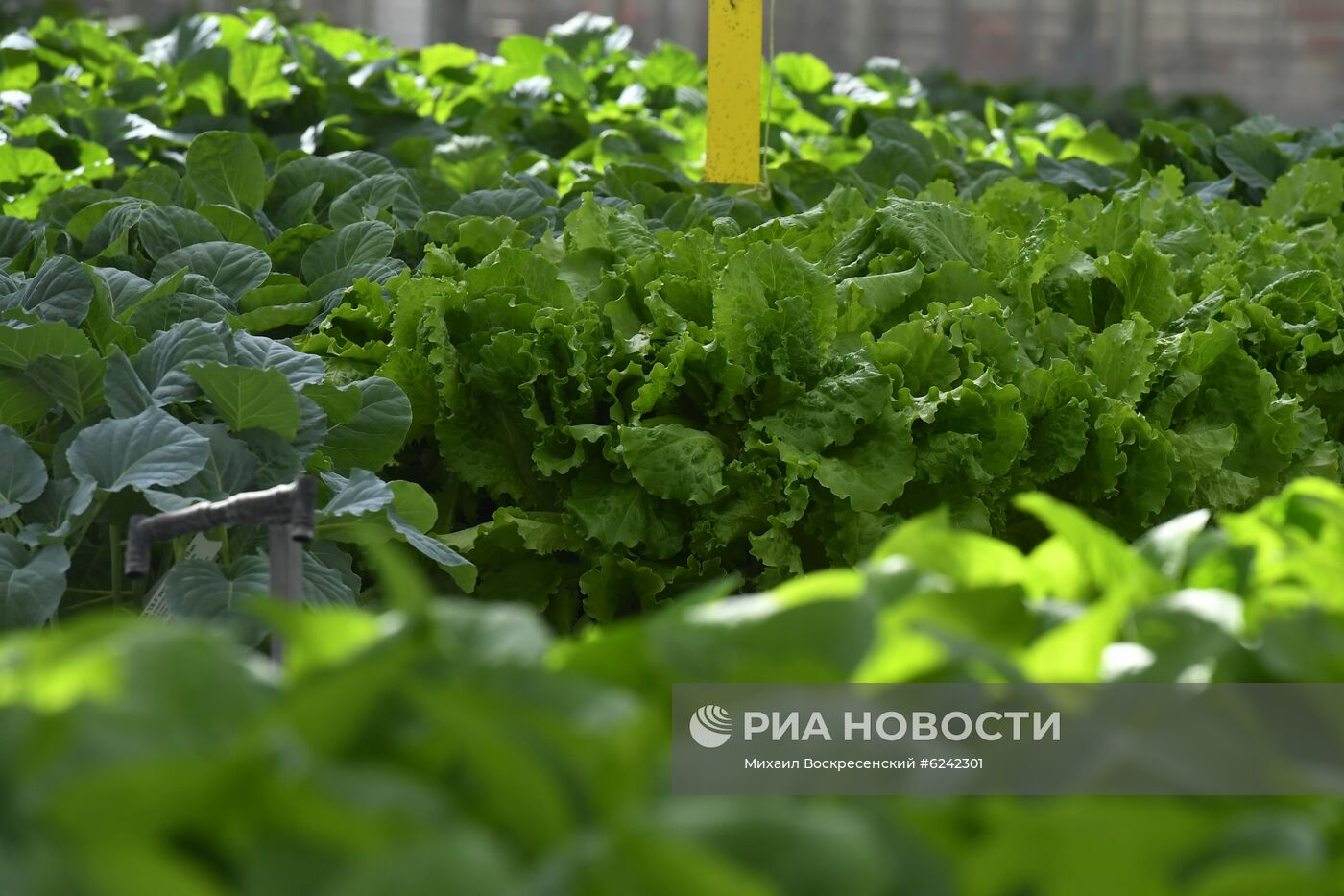 Агрокомбинат "Московский"