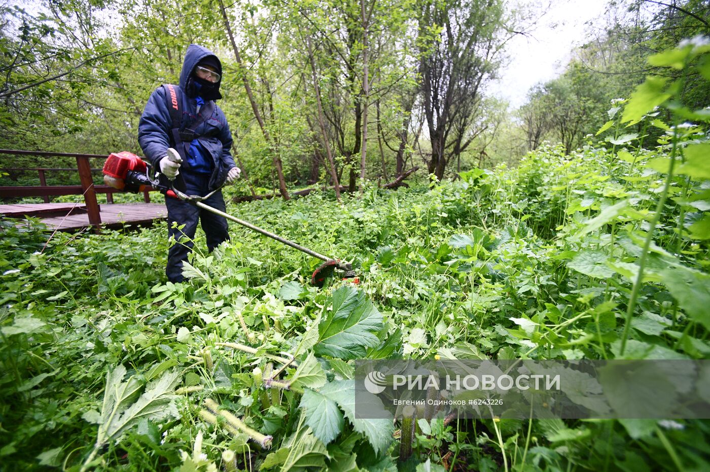 Уничтожение борщевика в Москве