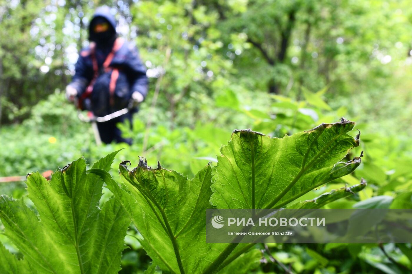 Уничтожение борщевика в Москве