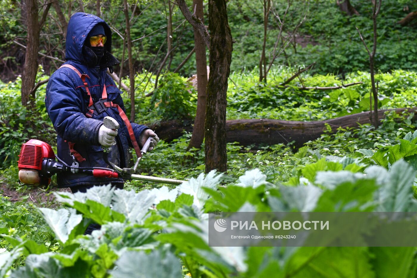 Уничтожение борщевика в Москве