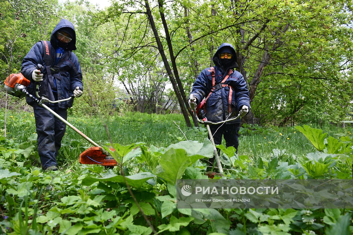 Уничтожение борщевика в Москве