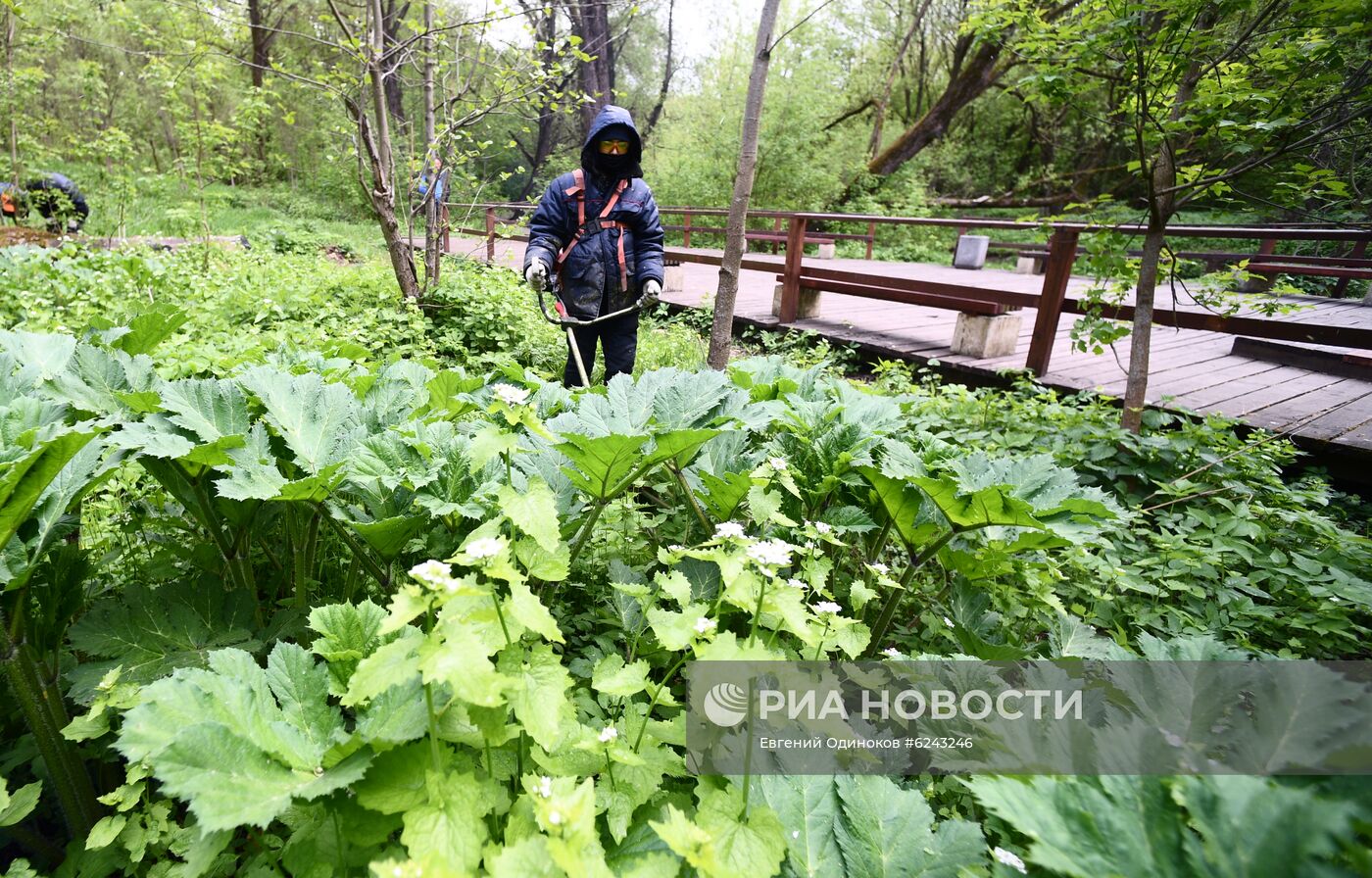 Уничтожение борщевика в Москве