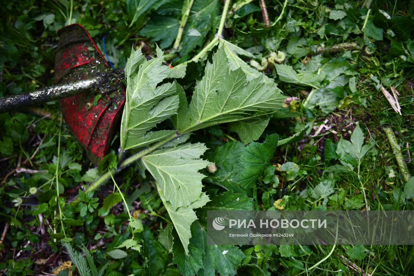 Уничтожение борщевика в Москве