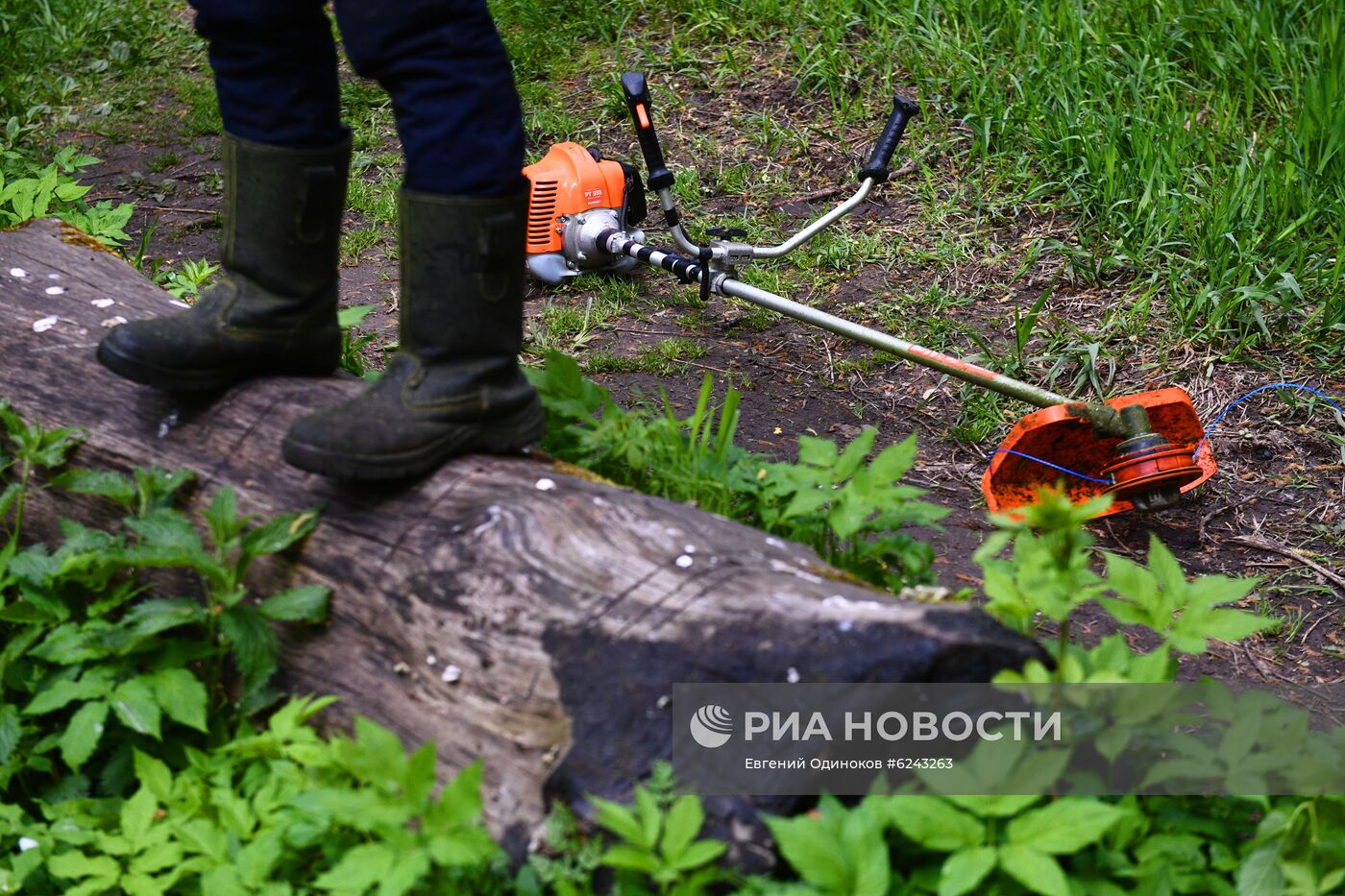 Уничтожение борщевика в Москве